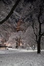 Winter night in the park