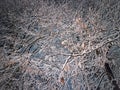 Winter night scene with an abstract view to the snow covered trees branches after a snowstorm. Natural snowy texture background Royalty Free Stock Photo