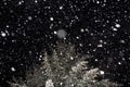 Falling snow, snowfall, winter night. Fir tree branches in snow Royalty Free Stock Photo