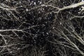 Falling snow, snowfall, winter night. Tree`s branches in snow Royalty Free Stock Photo