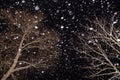 Winter night with snow flakes falling. Snowfall, trees in forest in snow with bokeh Royalty Free Stock Photo