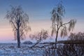 Winter northern landscape. Trees and bushes of the floodplain forest in the tundra.