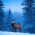 Winter Northern majestic deer in the magical winter night Winter landscape with big beautiful winter Royalty Free Stock Photo