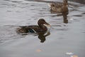 Wild ducks, migratory birds of Russia