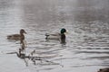 Wild ducks, migratory birds of Russia