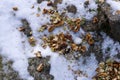 Winter nuts and seeds bait for birds and squirrels lay on a snowy stone Royalty Free Stock Photo