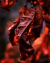 Winter oak leaves red and dead Royalty Free Stock Photo