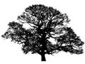 Winter Oak Silhouette