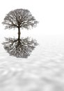 Winter Oak Tree Royalty Free Stock Photo