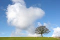 Winter Oak Tree Landscape Royalty Free Stock Photo