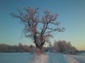 Winter oak. Royalty Free Stock Photo