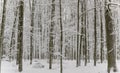 Winter Oaks Poland Bialowieza Royalty Free Stock Photo