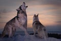 In winter, an obscene wise wolf teaches his little wolf cub how to howl correctly Royalty Free Stock Photo