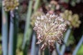 Winter onion blossom with seeds