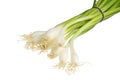 Winter Onion (bunch 1)