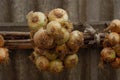 Winter onion,conserving itself going in winter onions