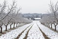 Winter orchard with snow-covered apple trees Royalty Free Stock Photo