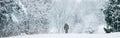 Winter outdoor scene landscape. Man walking under snow in park. Heavy snowfall and snowstorm. Snow blizzard and bad weather winter Royalty Free Stock Photo