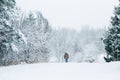 Winter outdoor scene. Man walking under snow in park. Heavy snowfall and snowstorm outdoors. Snow blizzard and bad weather winter Royalty Free Stock Photo