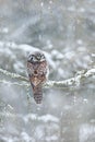 Winter with owl. Owl from Sweden. Hawk Owl sitting on the larch in cold snow winter. Wildlife scene from nature. Snowy habitat and