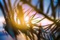 Winter palm trees at sunset