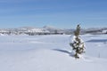 The winter panorama,mountains,juniper and snow covered fields