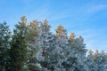 Winter panorama, pine branches in frost and snow, blue sky . frosty morning