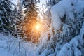 Winter panoramic. Frost forest nature scene with beautiful snow, morning sun, blue sky. Snowy white Christmas tree in sunshine. Royalty Free Stock Photo