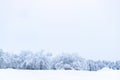 Winter panoramic. Frost forest nature scene with beautiful snow, morning sun, blue sky. Snowy white Christmas tree in sunshine. Royalty Free Stock Photo