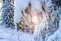 Winter panoramic. Frost forest nature scene with beautiful snow, morning sun, blue sky. Snowy white Christmas tree in sunshine. Royalty Free Stock Photo