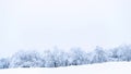 Winter panoramic. Frost forest nature scene with beautiful snow, morning sun, blue sky. Snowy white Christmas tree in sunshine. Royalty Free Stock Photo