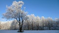 Winter panoramic landscape