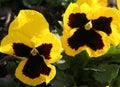 Winter Pansies Royalty Free Stock Photo