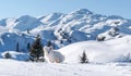 Winter paradise in the Julian Alps mountains