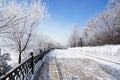 Winter Park Alley With Frosted Trees