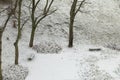 Winter park covered with fresh white snow Royalty Free Stock Photo