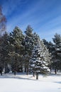 Winter park covered with snow in Truskavets Royalty Free Stock Photo