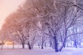 Winter park evening scene. Trees in snow, landscape Royalty Free Stock Photo