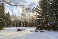 Winter park. Glade of green trees of Christmas trees and birches under the snow. Snowy land Royalty Free Stock Photo