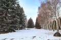 Winter park. Glade of green trees of Christmas trees and birches under the snow. Snowy land Royalty Free Stock Photo