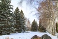 Winter park. Glade of green trees of Christmas trees and birches under the snow. Snowy land Royalty Free Stock Photo