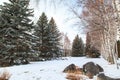 Winter park. Glade of green trees of Christmas trees and birches under the snow. Snowy land Royalty Free Stock Photo