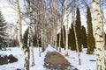 Winter park. Glade of green trees of Christmas trees and birches under the snow. Snowy land Royalty Free Stock Photo