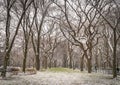 Winter in the Park - New York