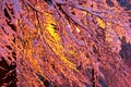 Winter park at night with lanterns Royalty Free Stock Photo