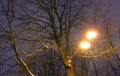 Winter Park, night lighting, lights shining, the snow on the branches, the magic of the winter, a winter garden Royalty Free Stock Photo