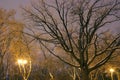 Winter Park, night lighting, lights shining, the snow on the branches, the magic of the winter, a winter garden Royalty Free Stock Photo