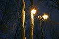 Winter Park, night lighting, lights shining, the snow on the branches, the magic of the winter, a winter garden Royalty Free Stock Photo