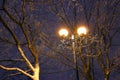 Winter Park, night lighting, lights shining, the snow on the branches, the magic of the winter, a winter garden Royalty Free Stock Photo