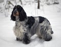 Winter. The park. Portrait of an English Cocker Spaniel on a snow background. The background is blurred. The color is white and